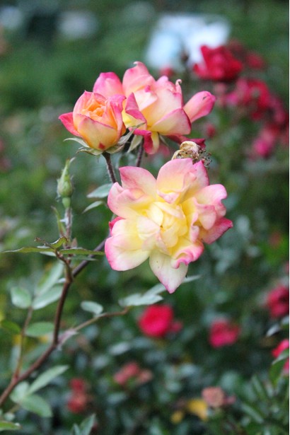 Троянда Триколор Фейрі розмір